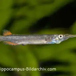 Freshwater Halfbeak, photo 1