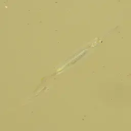 Freshwater Halfbeak, photo 3