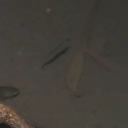 Freshwater Halfbeak, photo 4