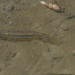 Freshwater Halfbeak, photo 5