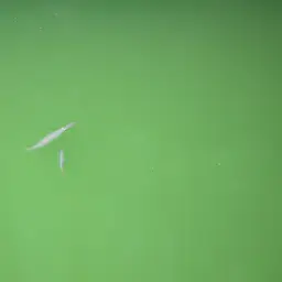 Freshwater Halfbeak, photo 6