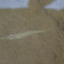 Freshwater Halfbeak, photo 7