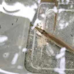 Freshwater Halfbeak, photo 8
