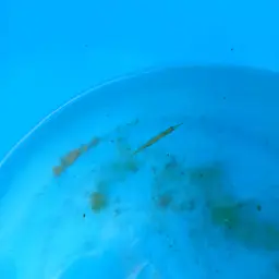 Freshwater Halfbeak, photo 9