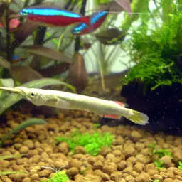 Freshwater Halfbeak, photo 2