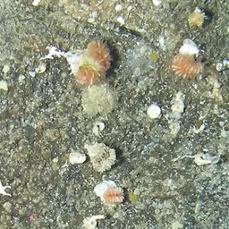 Cockscomb Cup Coral