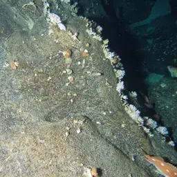 Cockscomb Cup Coral, photo 2