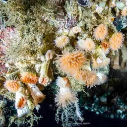 Cockscomb Cup Coral, photo 3