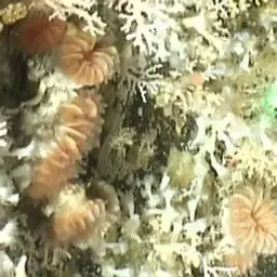 Cockscomb Cup Coral, photo 4