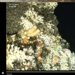 Cockscomb Cup Coral, photo 5