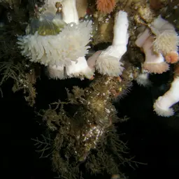 Cockscomb Cup Coral, photo 6
