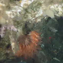 Cockscomb Cup Coral, photo 7