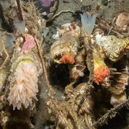 Cockscomb Cup Coral, photo 8