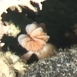 Cockscomb Cup Coral, photo 9