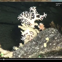 Cockscomb Cup Coral, photo 10