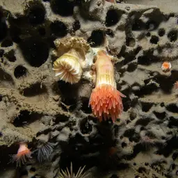 Cockscomb Cup Coral, photo 11