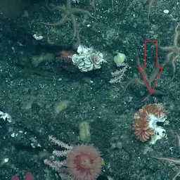 Cockscomb Cup Coral, photo 12