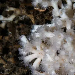 White Coral