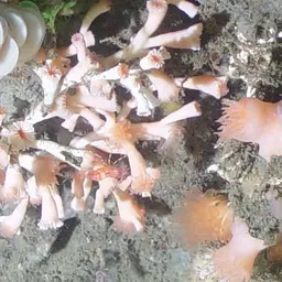 White Coral, photo 2