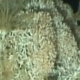 White Coral, photo 3