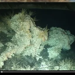White Coral, photo 4