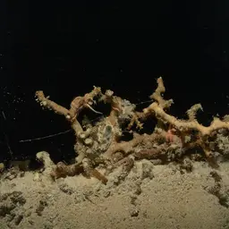 White Coral, photo 5