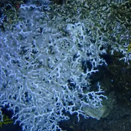 White Coral, photo 6