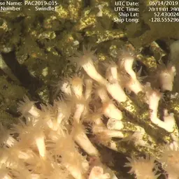 White Coral, photo 7