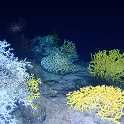 White Coral, photo 8