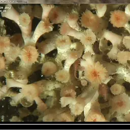 White Coral, photo 9