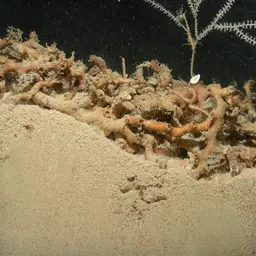 White Coral, photo 10