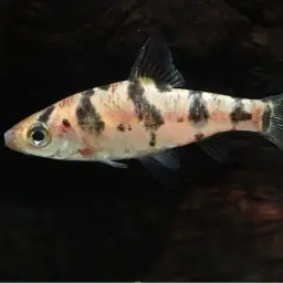 Boomerang Barb, photo 2