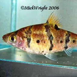 Boomerang Barb, photo 3
