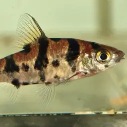 Boomerang Barb, photo 4