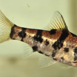 Boomerang Barb, photo 5