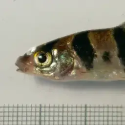 Boomerang Barb, photo 6