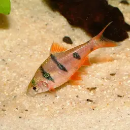 Pentazona Barb, photo 1