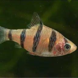 Pentazona Barb, photo 2