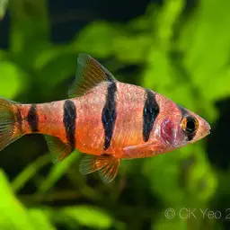 Pentazona Barb, photo 3