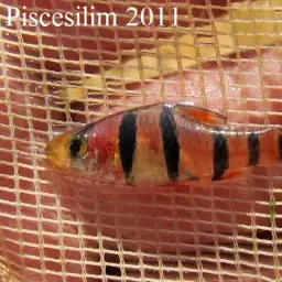 Pentazona Barb, photo 4