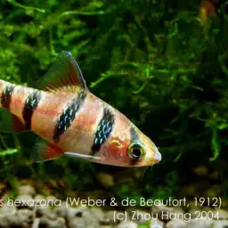 Pentazona Barb, photo 5