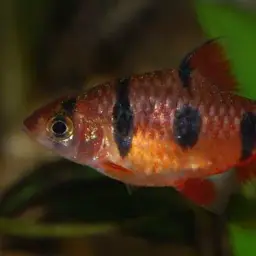 Pentazona Barb, photo 6