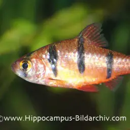 Pentazona Barb, photo 7