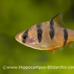 Pentazona Barb, photo 8