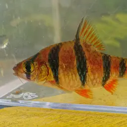 Pentazona Barb, photo 9