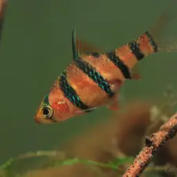 Pentazona Barb, photo 1