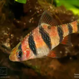 Pentazona Barb, photo 2