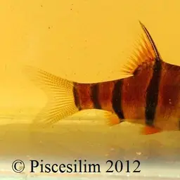 Pentazona Barb, photo 3