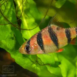 Pentazona Barb, photo 4