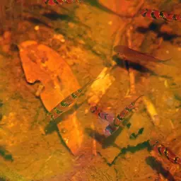 Pentazona Barb, photo 7